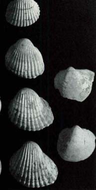 Molusc nivell inferior.jpg