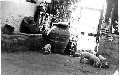 Porquets