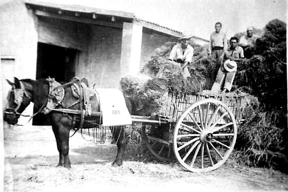 Batre l'arròs