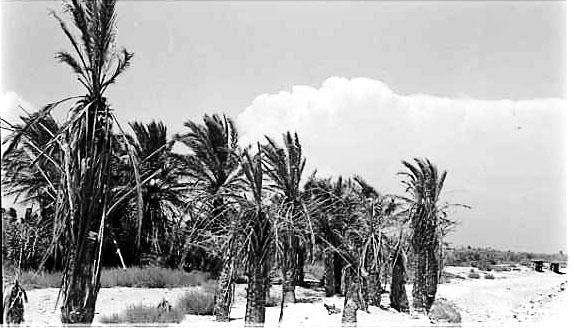 Palmeres