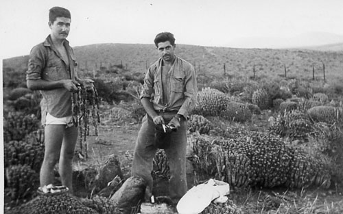 Botifarres de casa